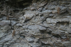 Ophiogomphus colubrinus