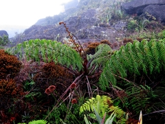 Cyathea caracasana