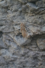 Ophiogomphus colubrinus