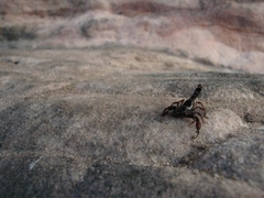 Broteochactas porosus