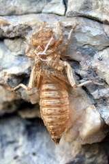 Ophiogomphus colubrinus