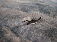 Broteochactas porosus