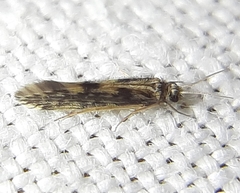 Agraylea multipunctata