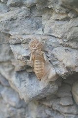 Ophiogomphus colubrinus