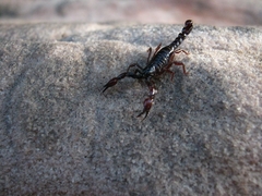 Broteochactas porosus