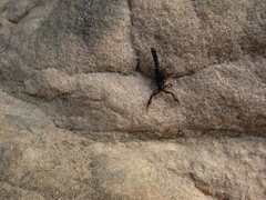 Broteochactas porosus