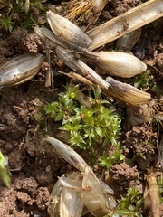 Physcomitrium immersum