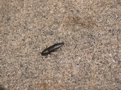 Agrilus quadriguttatus niveiventris