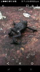 Oreophrynella quelchii