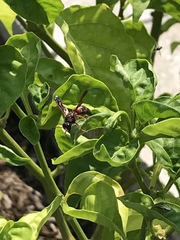 Pachodynerus erynnis