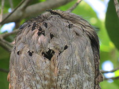 Nyctibius jamaicensis