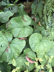 Ligularia stenocephala