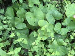 Ligularia stenocephala