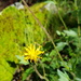 Tridax brachylepis - Photo (c) Eugenio Padilla, some rights reserved (CC BY-SA), uploaded by Eugenio Padilla