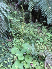 Ligularia stenocephala