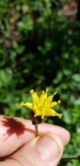 Tridax brachylepis