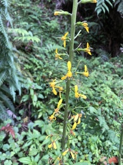 Ligularia stenocephala