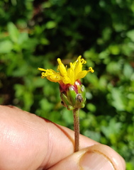 Tridax brachylepis