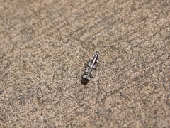 Agrilus quadriguttatus niveiventris