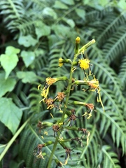 Ligularia stenocephala
