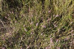 Muraltia knysnaensis