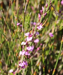 Muraltia knysnaensis