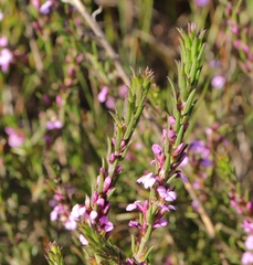 Muraltia knysnaensis