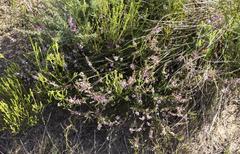 Muraltia knysnaensis