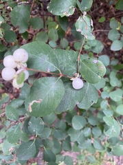 Symphoricarpos