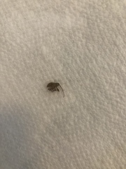 Curculio proboscideus