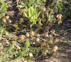 Hermannia decumbens