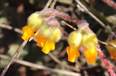 Hermannia decumbens