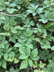 Aegopodium podagraria
