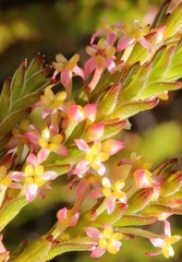 Struthiola striata