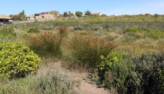 Thamnochortus insignis