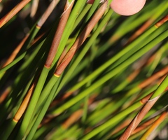 Thamnochortus insignis