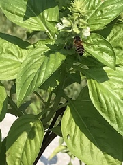 Apis mellifera