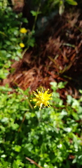 Tridax brachylepis