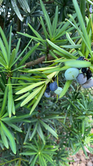 Podocarpus macrophyllus
