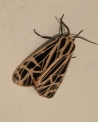 Apantesis parthenice