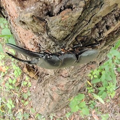 Serrognathus titanus platymelus