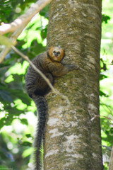 Callithrix flaviceps