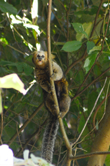 Callithrix flaviceps