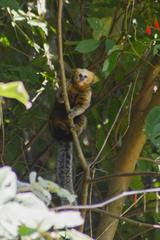 Callithrix flaviceps