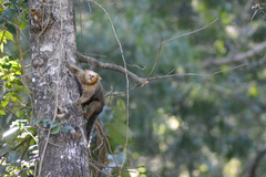 Callithrix flaviceps