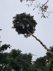 Cussonia sphaerocephala