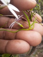 Cyphia volubilis volubilis