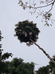 Cussonia sphaerocephala