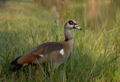 Alopochen aegyptiaca