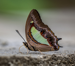 Polyura